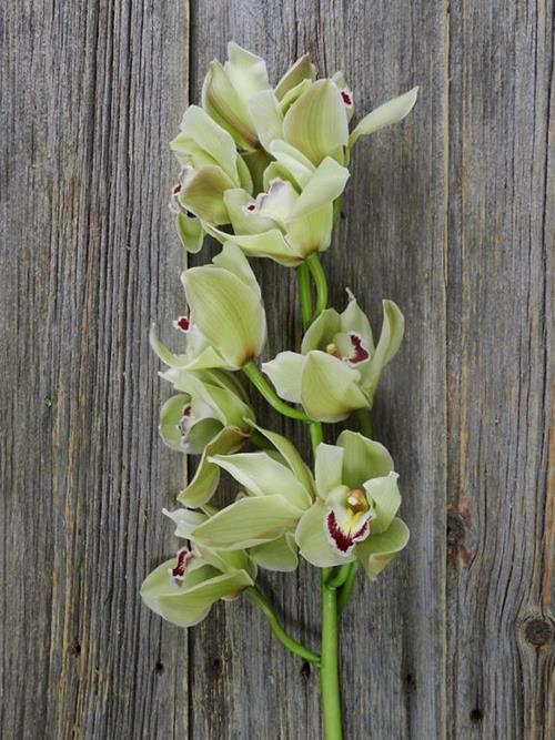 9-1S  GREEN CYMBIDIUM